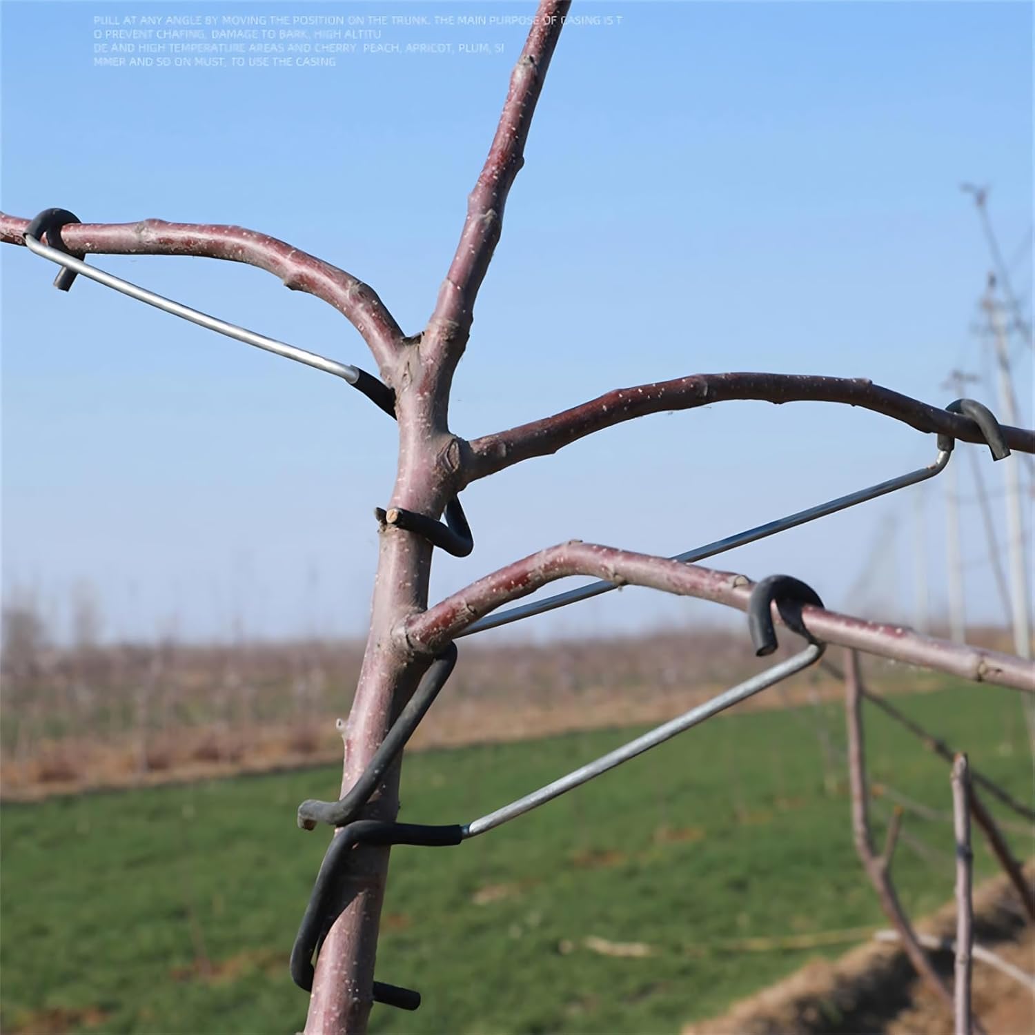 Verstellbarer Obstbaum-Astform – Us Bonsai Garden Bewertung und Preis