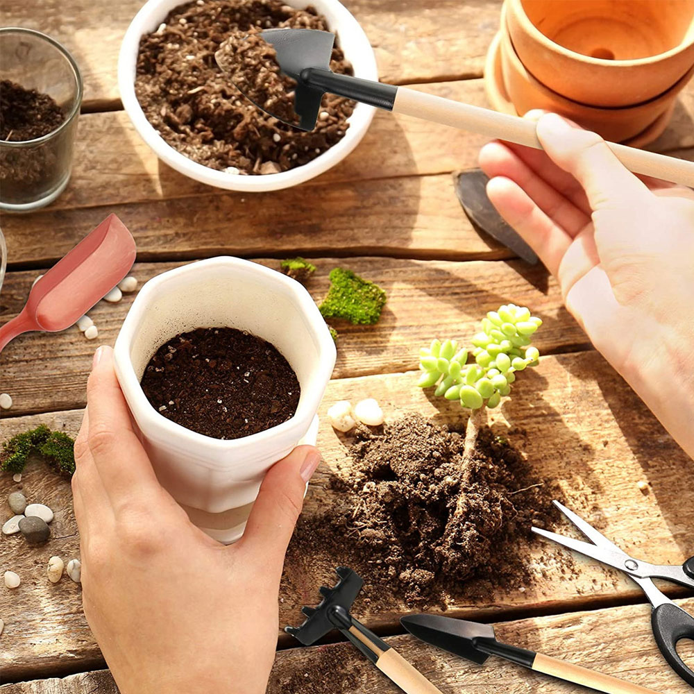 Sukkulenten Werkzeuge Mini Gar – Bonsai Garden Mini Bewertung und Preis